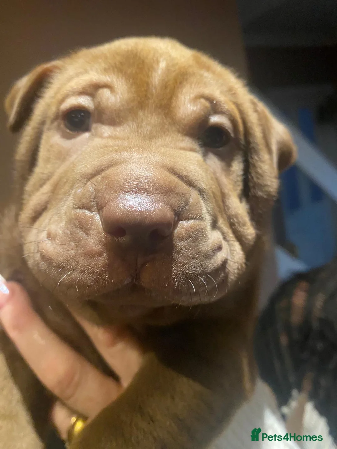 Shar Pei dogs for sale: 5 girls and one boy - Advert 5