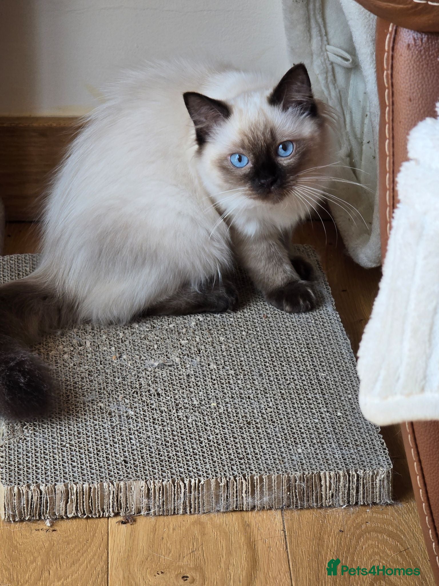Ragdoll cats Ragdolls, Full vaccinations, Microchip, Insured.  - Advert 7