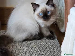 Ragdoll cats Ragdolls, Full vaccinations, Microchip, Insured. - Advert 7