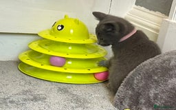 Russian Blue cats for sale: Russian Blue Kittens  - Image 36