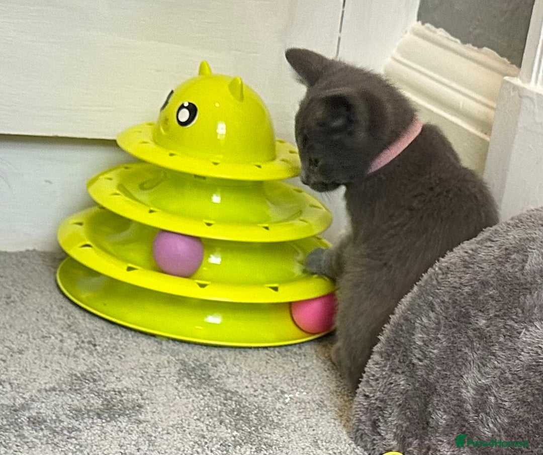 Russian Blue cats for sale: Russian Blue Kittens  - Image 36