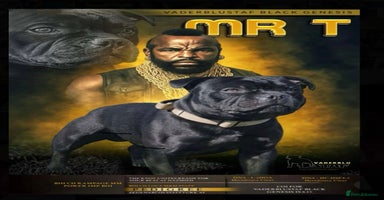 Staffordshire Bull Terrier dogs - Advert 5