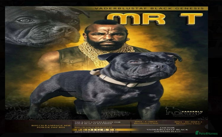 Staffordshire Bull Terrier dogs - Advert 2