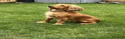 Cocker Spaniel dogs for sale: 4 year old cocker spaniel bitch in Coleford - Advert 2