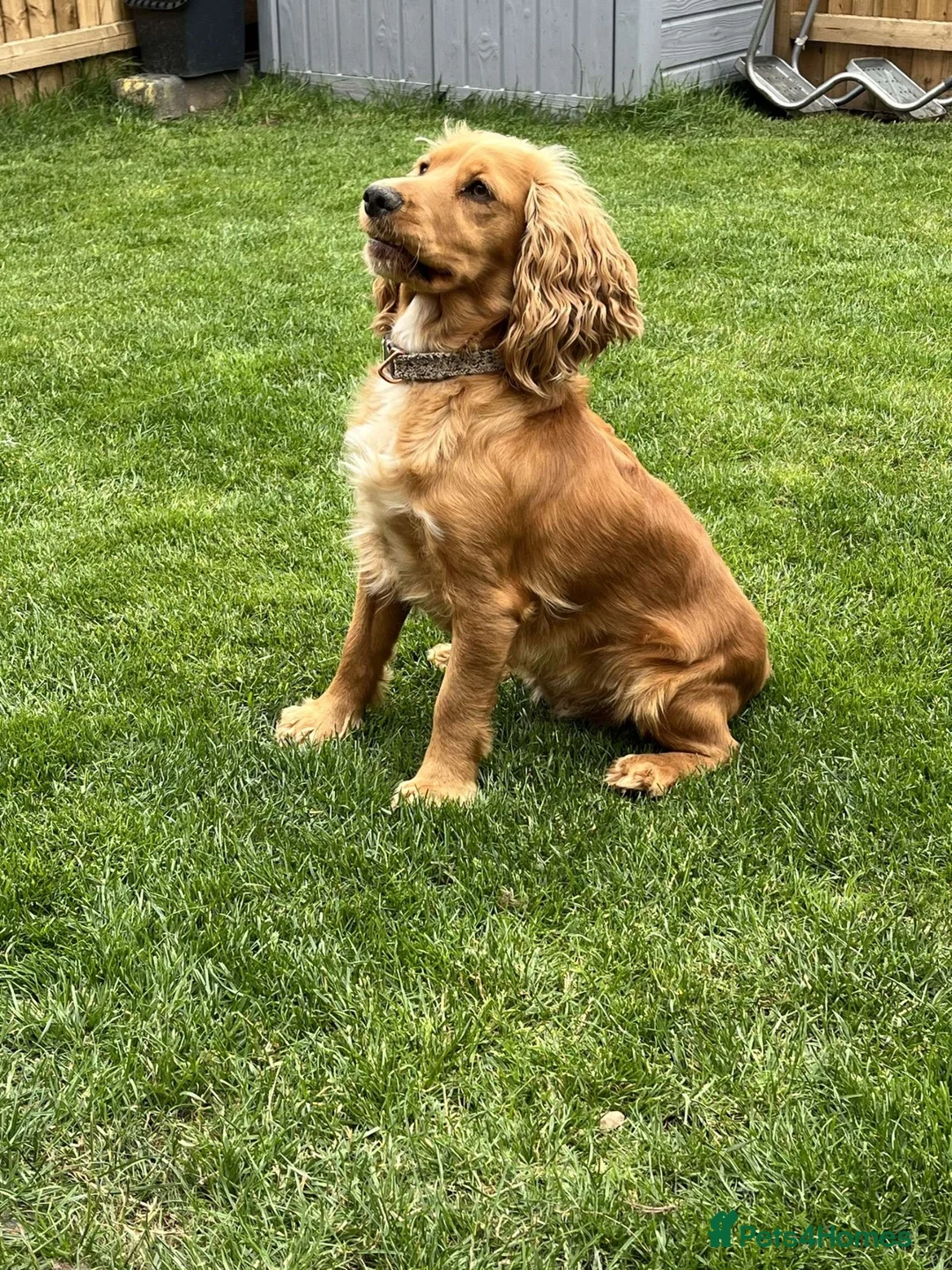 Cocker Spaniel dogs for sale: 4 year old cocker spaniel bitch in Coleford - Advert 2