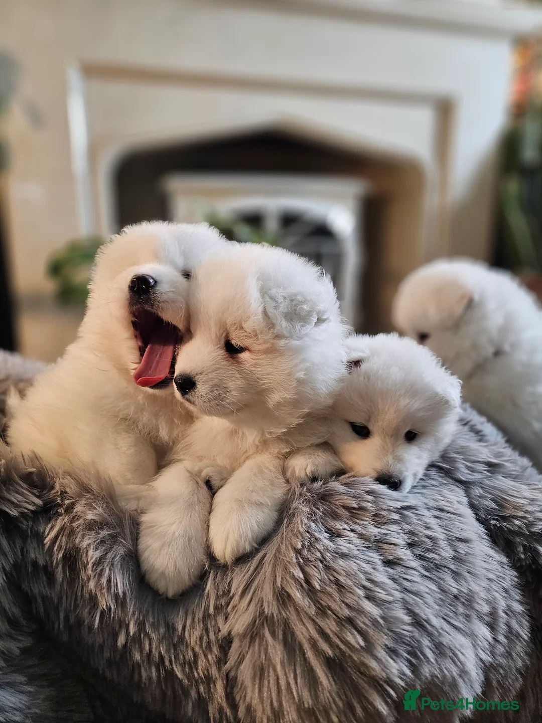 Samoyed dogs for sale: ⭐ EXCEPTIONAL BEAR-HEAD PUPPIES ⭐Champion Heritage - Advert 9