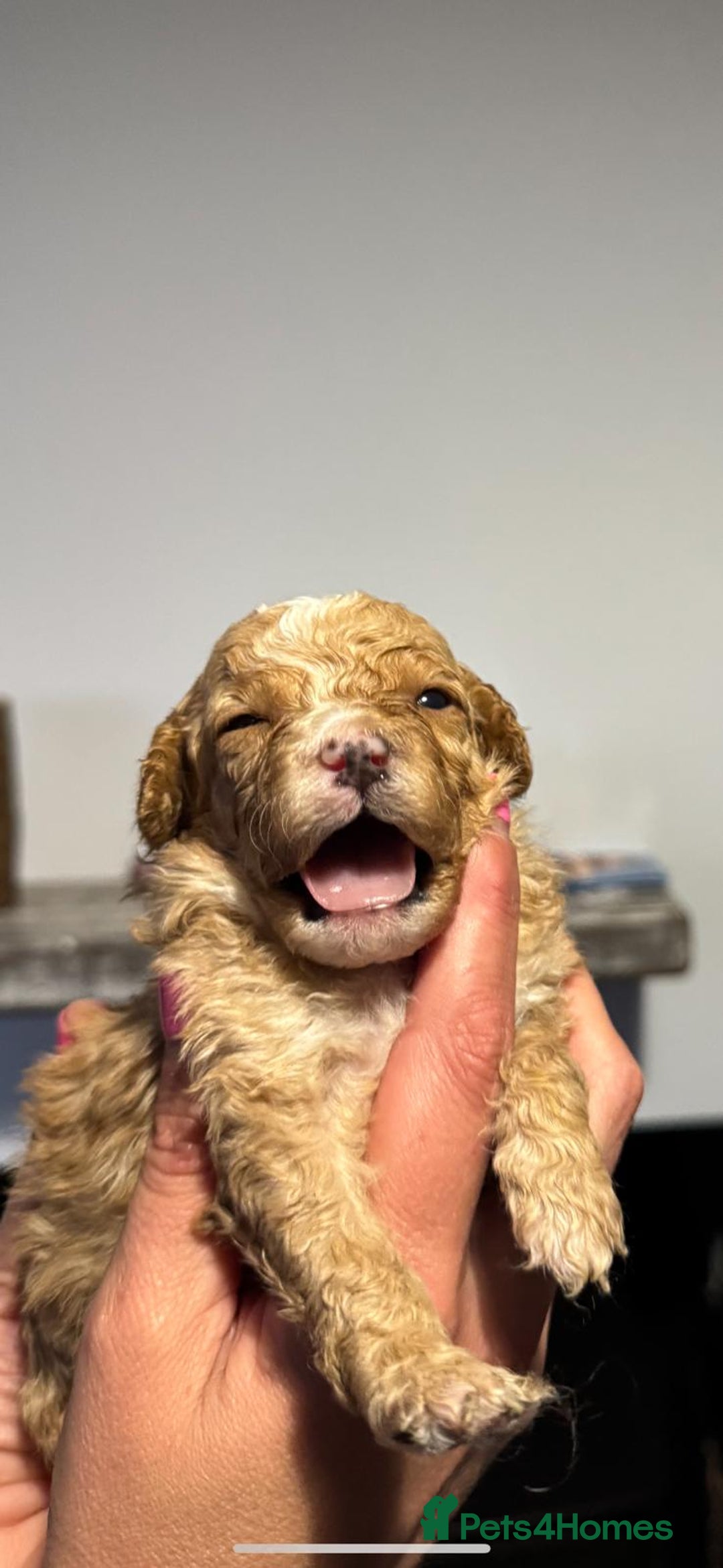 Cockapoo dogs for sale:  Tiny merle cockapoos   - Image 9