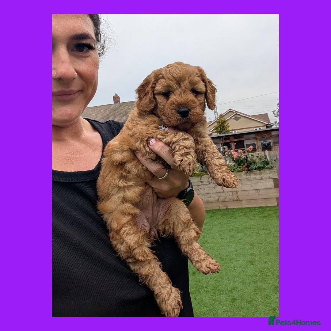 Cockapoo dogs for sale: 1 x Beautiful Red Cockerpoo Pup For Sale - Image 1