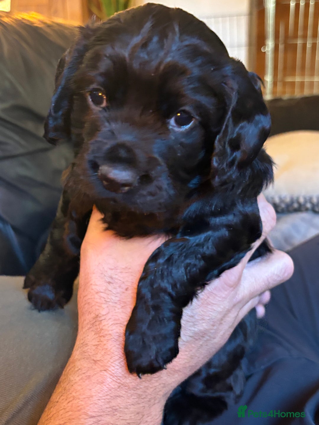 Cocker Spaniel dogs for sale: Black Male KC Working cocker - Image 2