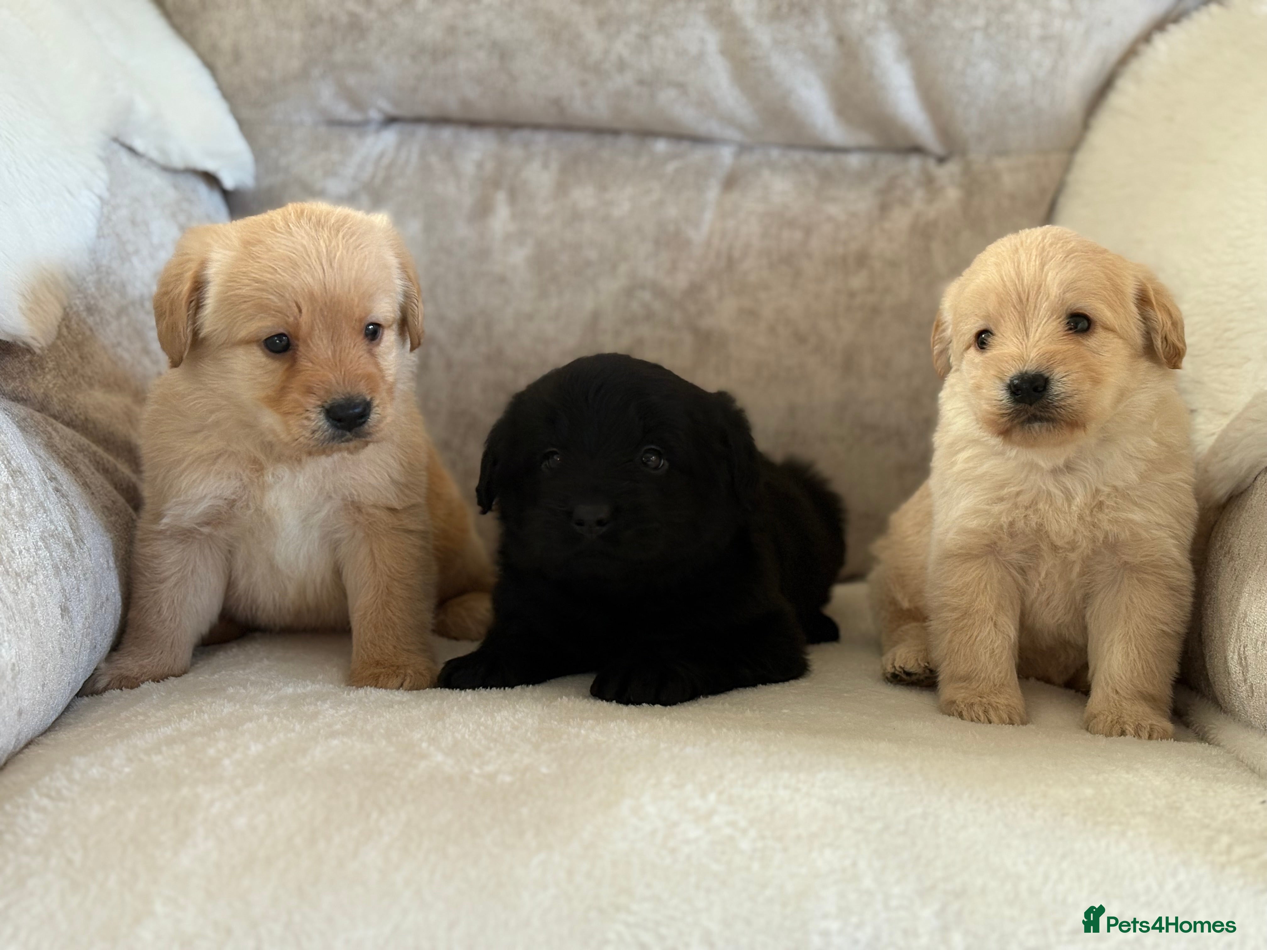 Labradoodle dogs Gorgeous f1 labradoodle puppies - Advert 2