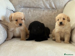 Labradoodle dogs Gorgeous f1 labradoodle puppies - Advert 1