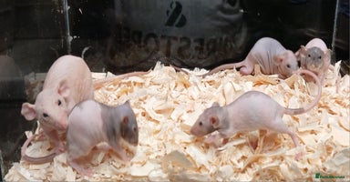 Rat rodents - Advert 15