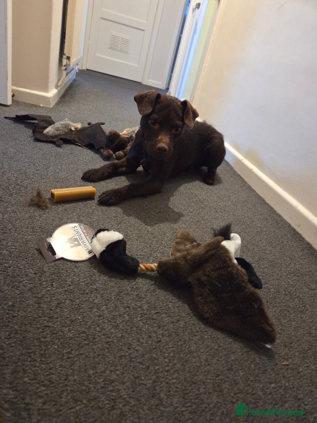 Patterdale Terrier dogs for sale: Mojo- Chocolate Patterdale  - Advert 4