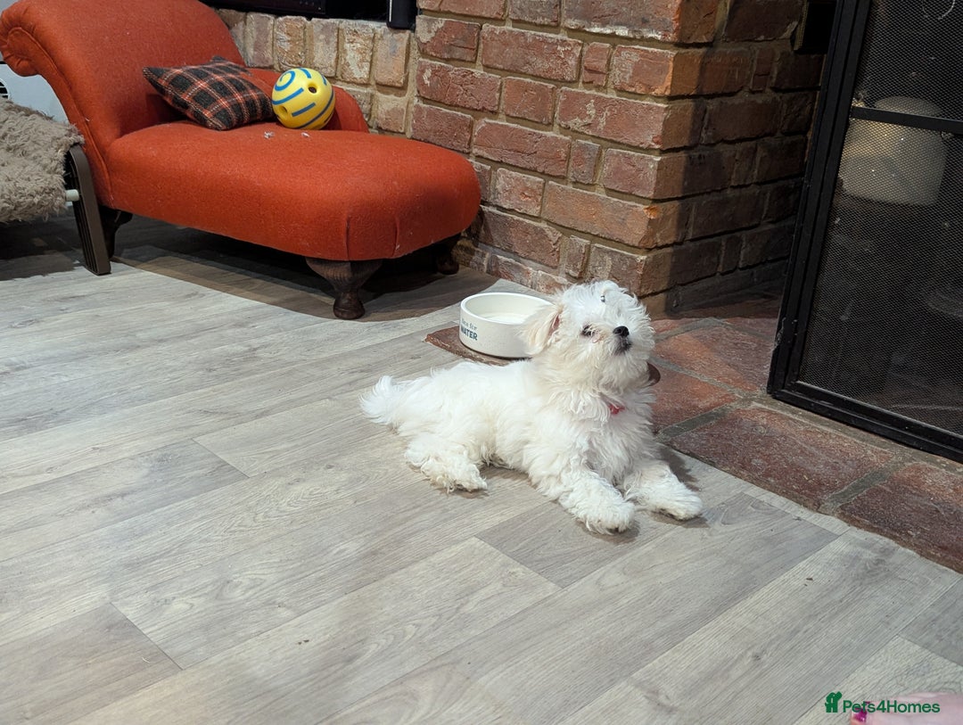 Maltese dogs for sale: Gorgeous KC pedigree Maltese puppy boy - Image 4