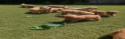 Labradoodle dogs for sale: Gorgeous Labradoodle puppies - Advert 6