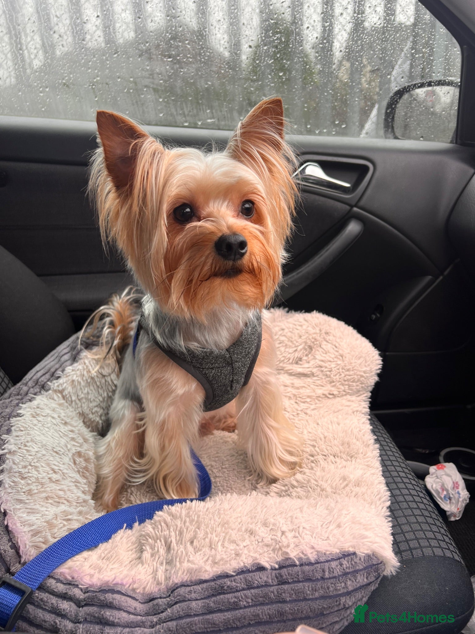 Yorkshire Terrier dogs For Stud  - Advert 3