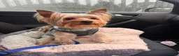 Yorkshire Terrier dogs for stud: For Stud  - Advert 1