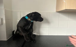 Cane Corso dogs for sale: Cane corso puppies  - Image 6