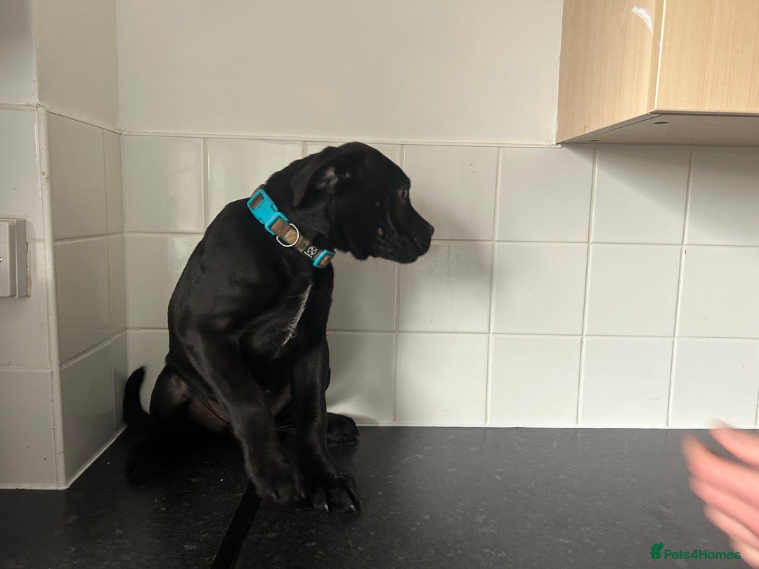 Cane Corso dogs for sale: Cane corso puppies  - Image 6