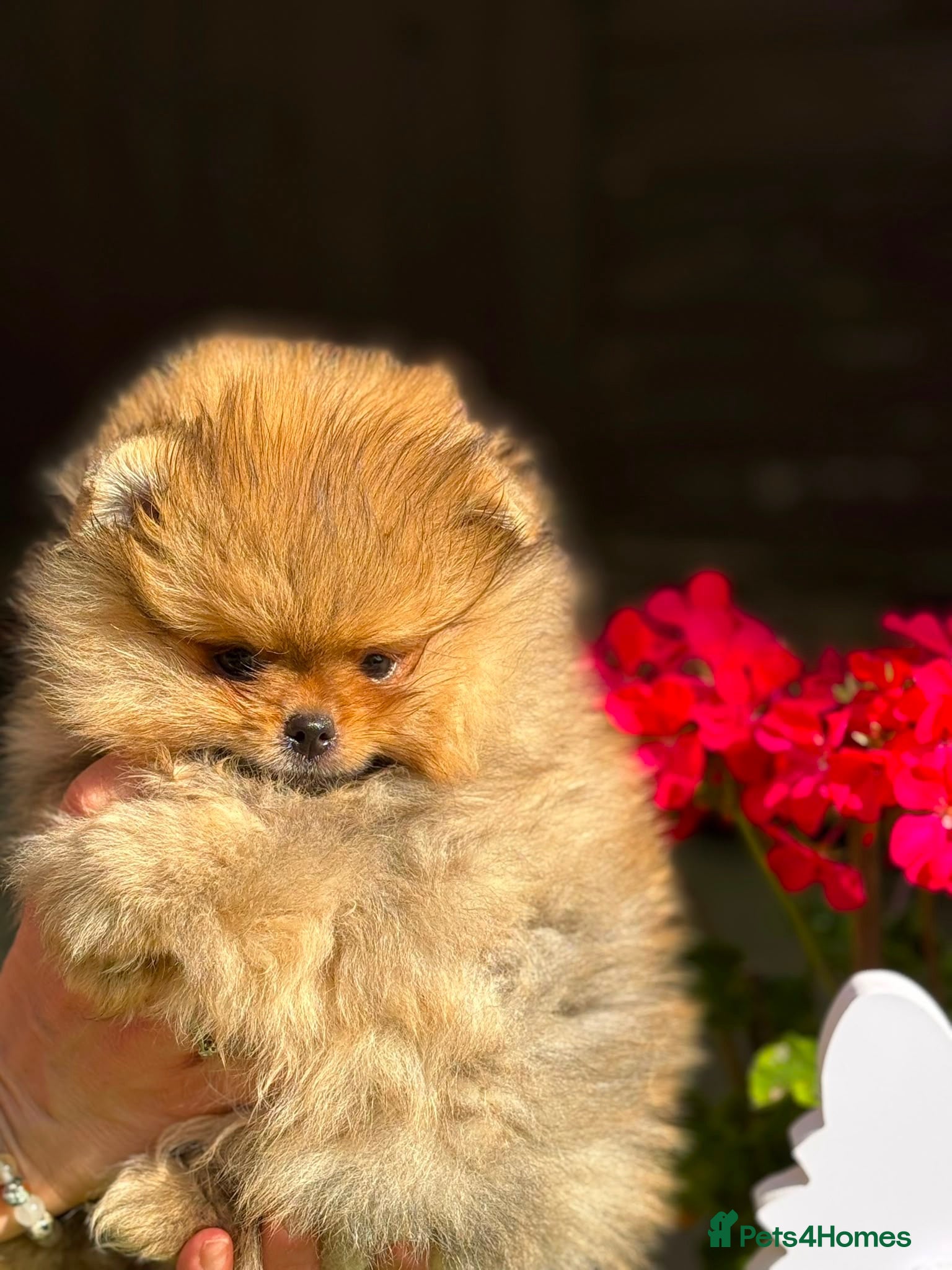 Pomeranian dogs Stunning top quality kc registered Pomeranians - Advert 5