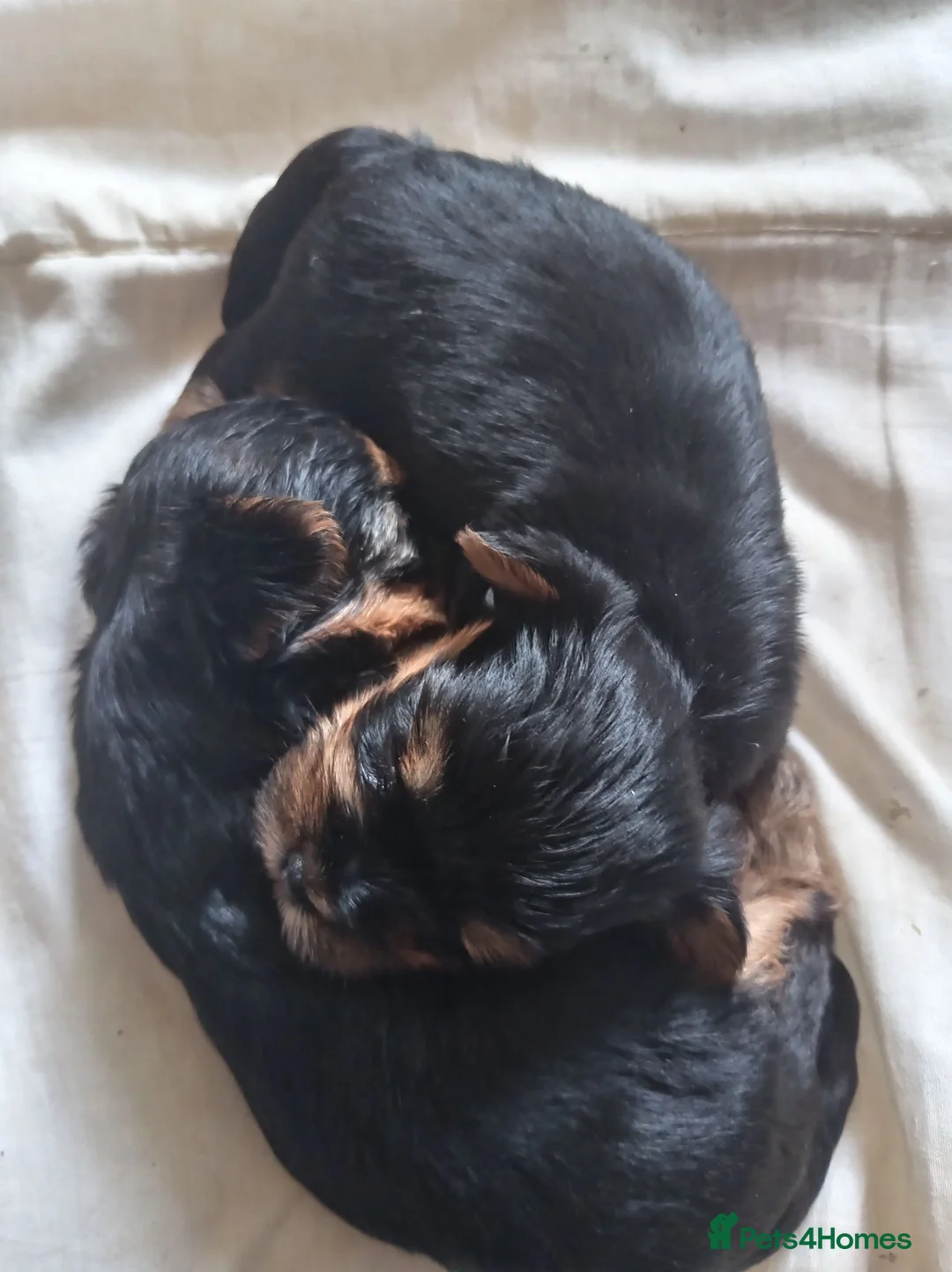 Yorkshire Terrier dogs for sale: Two boy puppies dad is kc registered 5 gen - Advert 2