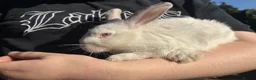 Mixed Breed rabbits for sale: Lion head x lops ready now  - Advert 4