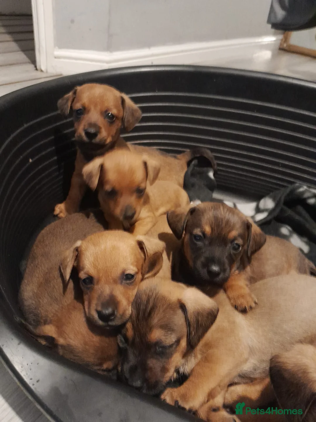 Mixed Breed dogs for sale: Cairn terriers - Advert 18