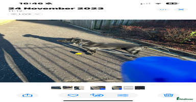 Borador dogs - Advert 16