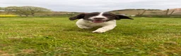 English Springer Spaniel dogs for sale: SPRINGER SPANIEL PUPPIES - Advert 7