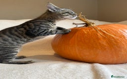 Mixed Breed cats for sale: Siberian x British Shorthair Kittens 💞 - Image 22