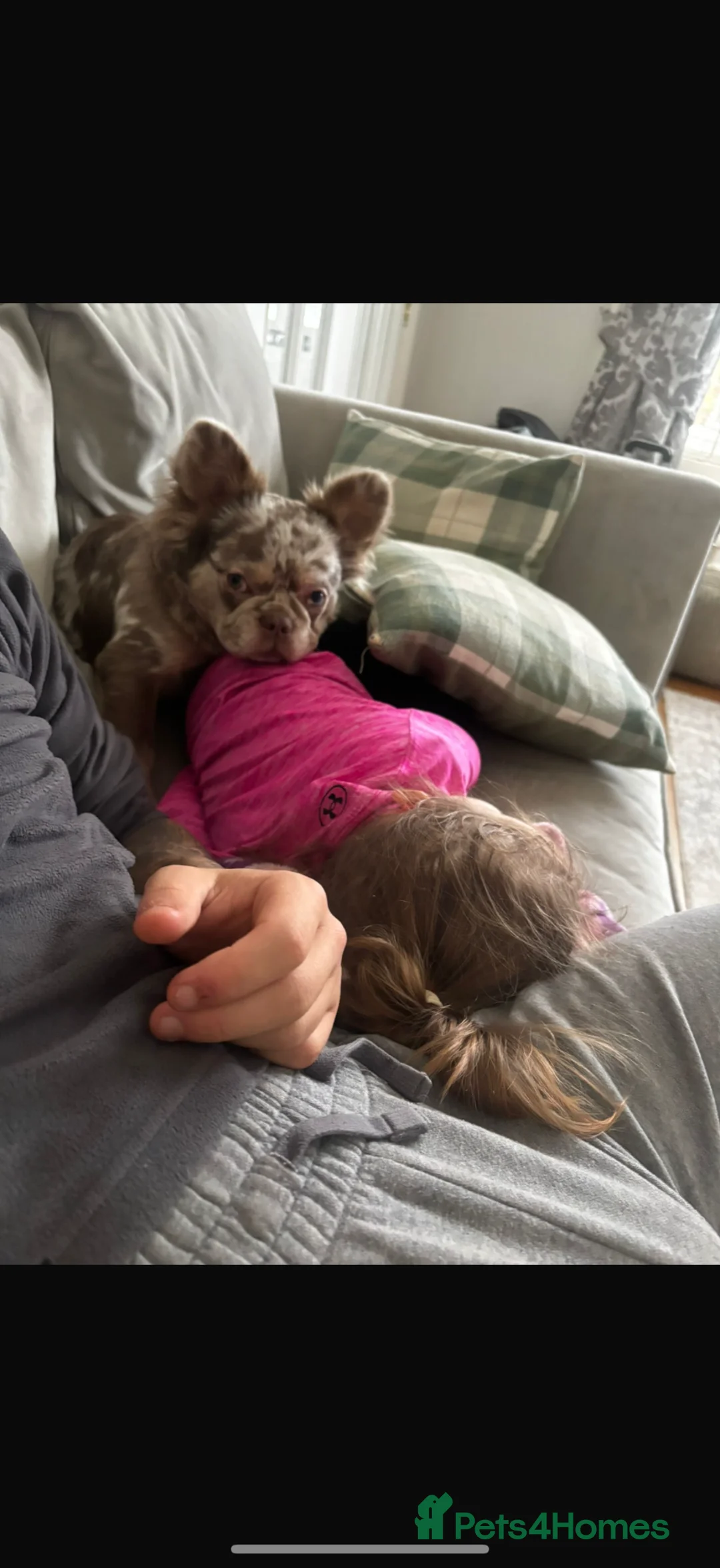 French Bulldog dogs for sale: Long haired fluffy French bulldog  - Advert 2