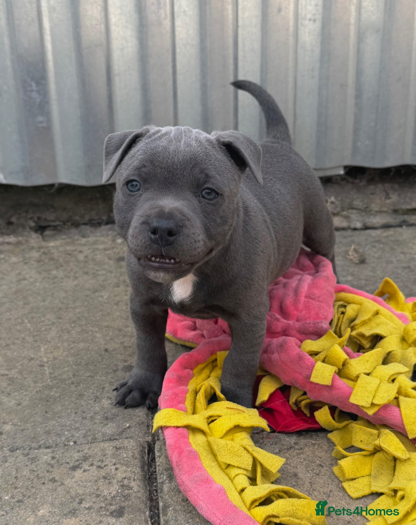 Staffordshire Bull Terrier dogs Health Tested KC Staffordshire Bull Terriers - Advert 2