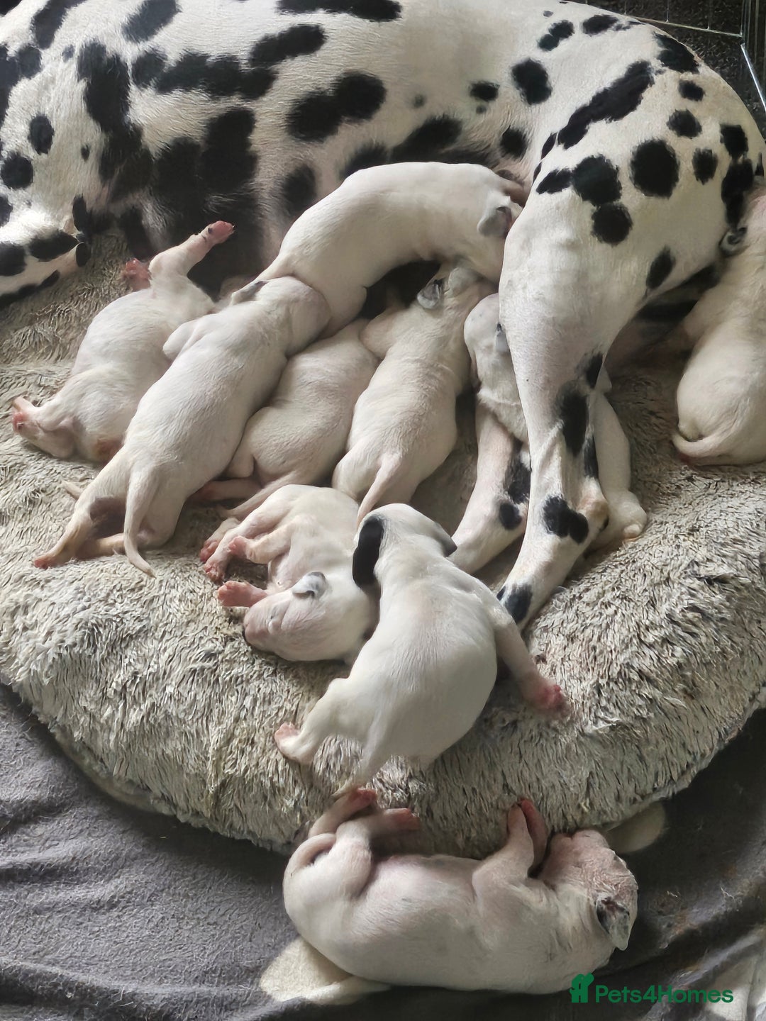 Dalmatian dogs for sale: Dalmatian puppies Ready now - Image 13