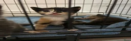 Russian Blue cats for sale: Beautiful mixed Russian Blue kittens  - Advert 7