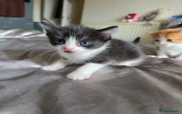 Mixed Breed cats for sale: Gorgeous playful kittens - Image 4