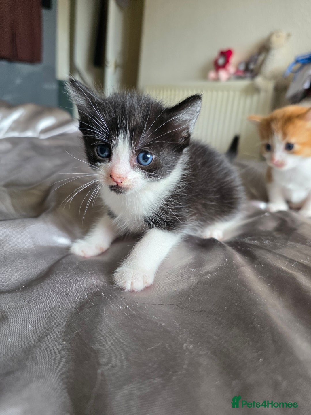 Mixed Breed cats for sale: Gorgeous playful kittens - Image 4