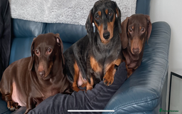 Dachshund dogs for sale: Miniture dachshund  - Image 16