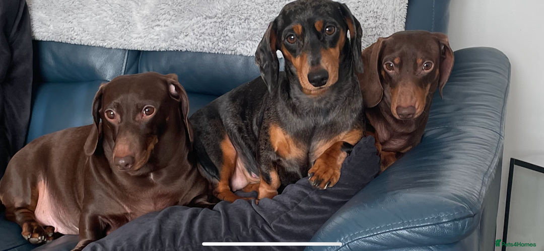 Dachshund dogs for sale: Miniture dachshund  - Image 16