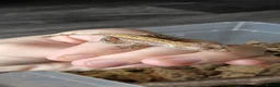 Gecko reptiles for sale: Baby Crested Geckos!! - Advert 9