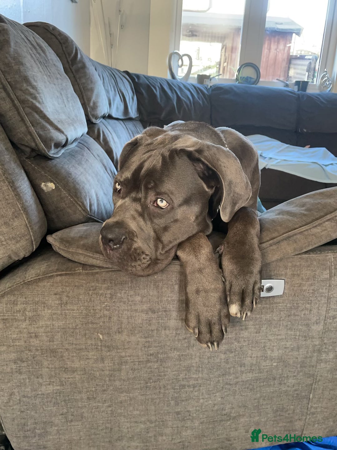 Cane Corso dogs for stud: Beautiful cane corso for stud - Image 7