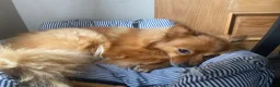 Pomeranian dogs for sale: Pomeranian 4 years old - Advert 3