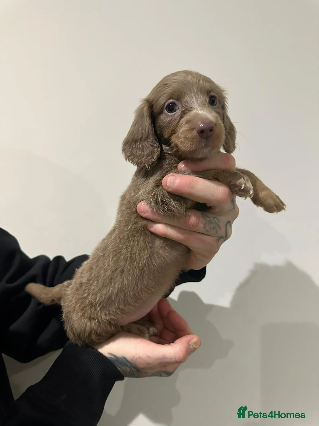 Miniature Dachshund dogs for sale: Mini dachshunds - Advert 10