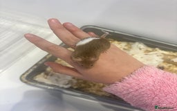 Mouse rodents for sale: MALE Mice - Advert 2