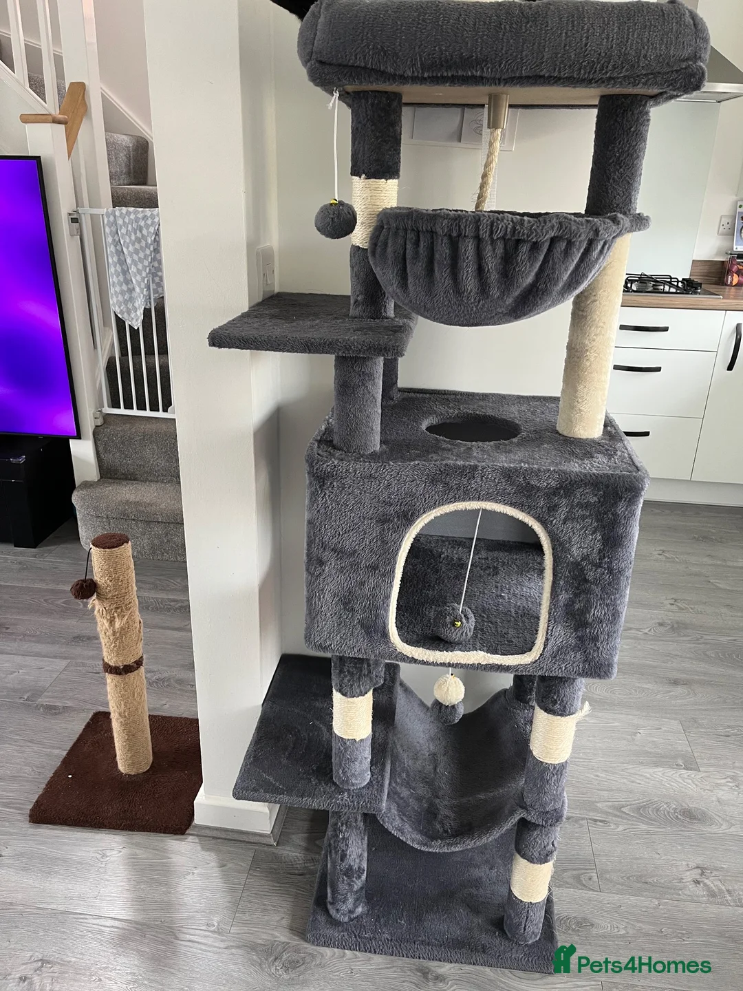 Mixed Breed cats for sale: Two sisters looking for their forever homes - Advert 9