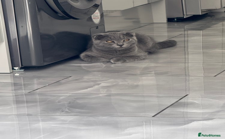 Scottish Fold cats in Chatham - Advert 4