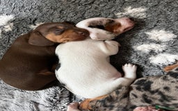Miniature Dachshund dogs for sale: Gorgeous Miniature Daschund Puppies  - Image 8