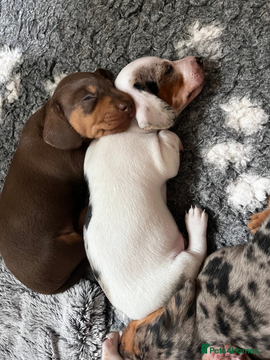 Miniature Dachshund dogs for sale: Gorgeous Miniature Daschund Puppies  - Image 8