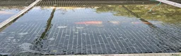 Koi Carp fish for sale: KioCarp  in Corby - Advert 11