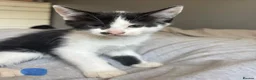 Mixed Breed cats for sale: 6 playful kittens  in New Milton - Advert 1