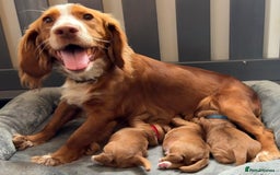 Labrador Retriever dogs for sale: 3 VERY DARK RED W/COCKER SPANIEL BOYS AVAILABLE  - Image 3